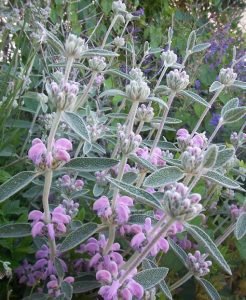 Phlomis_italica