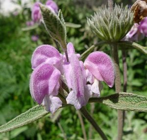 Phlomis_purpurea_purpurea