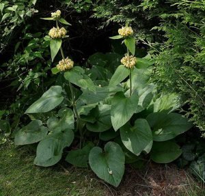 Phlomis_russeliana_A
