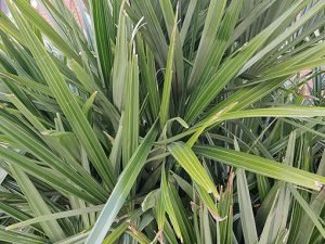 Phormium_tenax