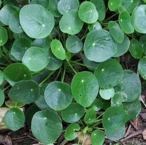 Pilea_peperomioides