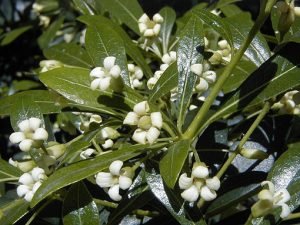 Pittosporum_heterophyllum