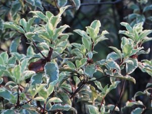 Pittosporum_tenuifolium_variegatum