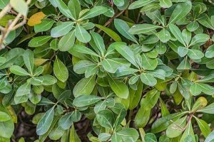 Pittosporum_tobira_Nana