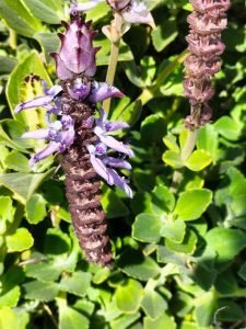 Plectranthus_Neochilus