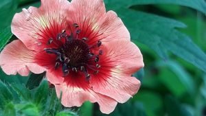 Potentilla_atrosanguinea_Scarlert