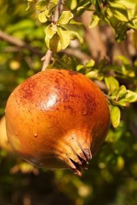 Punica_Granatum_MOLLAR_DE_ELCHE