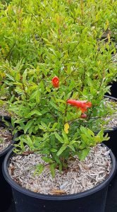 Punica_granatum_Nana_Chico