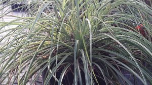 Puya_mirabilis_feuillage