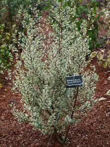 Rhamnus_alaternus_argenteovariegata