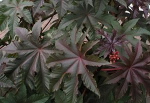 Ricinus_communis_purple