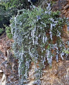 Romarin_Corsican_Blue
