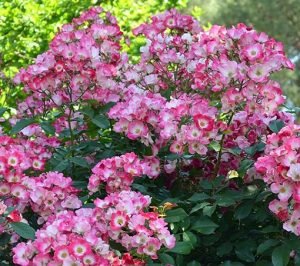 Rosa_“American_Pillar”
