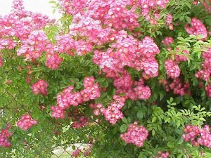 Rosa_Maria_Lisa