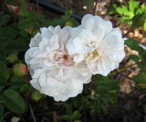 Rosa_Polyantha_Little_White_Pet