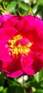 Rosa_Red_Bells