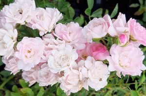 Rosa_The_Fairy_fleurs