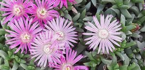 Rushia_lineolata_fleur2