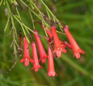 Russelia_juncea