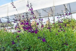 Salvia_Papillon_de_Nuit