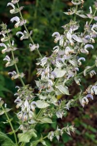 Salvia_Sclarea_Turkestanica