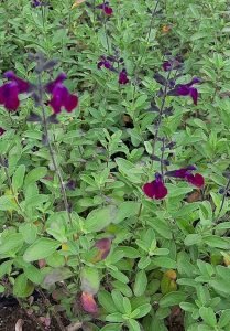 Salvia_Violette_de_Loire