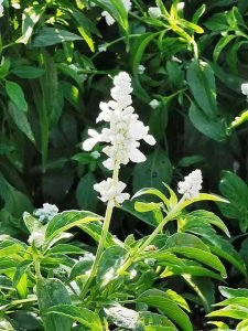 Salvia_farinacea_alba