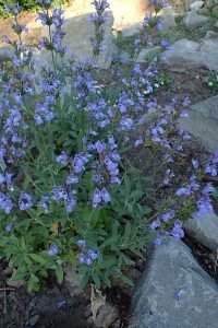 Salvia_lavandulifolia