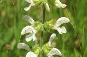 Salvia_pratensis_Swan_Lake