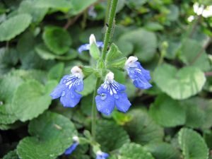 Salvia_procurrens