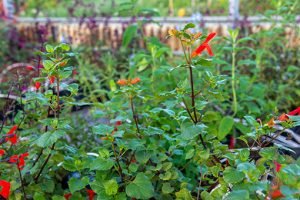 Salvia_regla