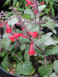 Salvia_roemeriana