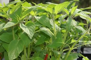 Salvia_rutilans