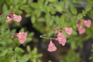 Salvia_sierra_san_antonio