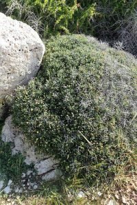 Sarcopoterium_spinosum