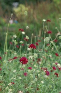 Scabiosa_atropurpurea