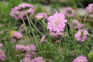 Scabiosa_columbaria_Pink