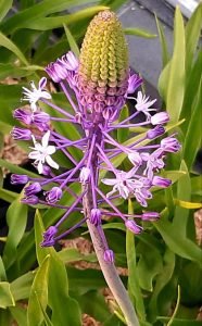 Scilla_hyacintoides