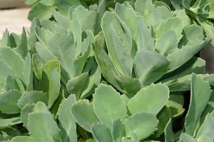 Sedum_Carl