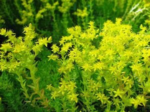 Sedum_mexicanum_2