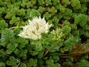Sedum_spurium_album_superbum