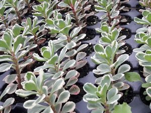 Sedum_spurium_tricolor