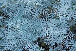 Senecio_vira-vira