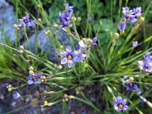 Sisyrinchium_angustifolium