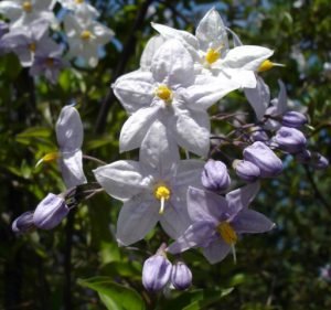 Solanum_jasminoides