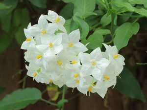 Solanum_jasminoides_'Album'