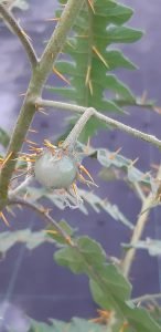 Solanum_pyracantha