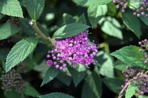 Spiraea_japonica_Little_Princess