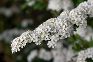 Spiraea_×arguta