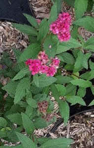Spirea_Anthony_Waterer